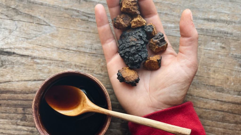 Cách sử dụng nấm chaga