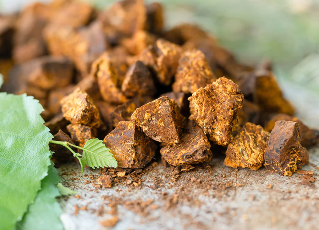 Cách bảo quản nấm chaga