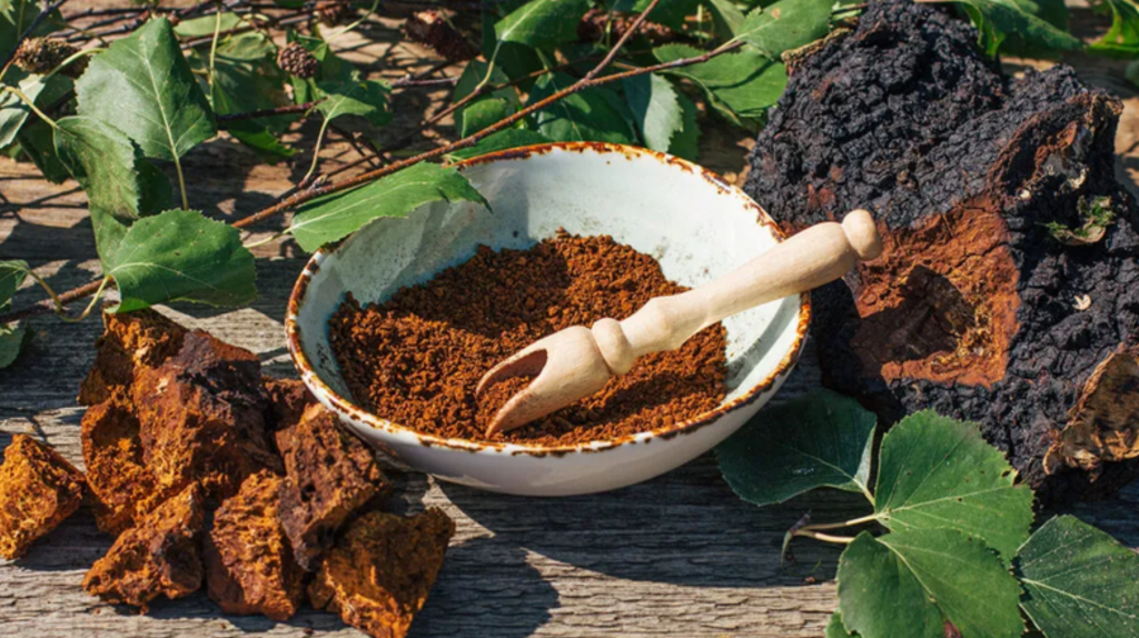 Nấm chaga tốt cho sức khỏe