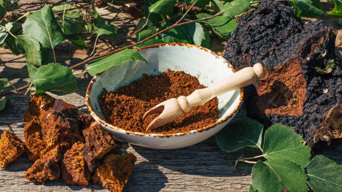 Nấm chaga tốt cho sức khỏe
