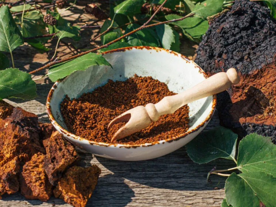 Nấm chaga tốt cho sức khỏe