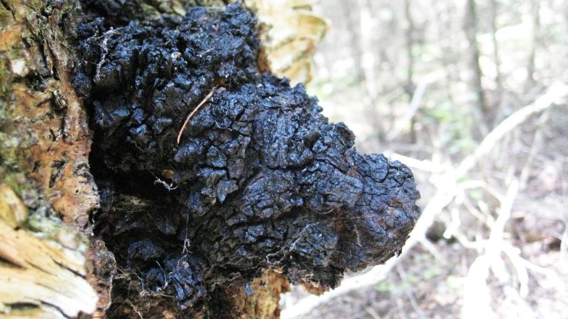 Nam Chaga La Gi Tac Dung Cua Nam Chaga Doi Voi Suc Khoe 202111242212074246
