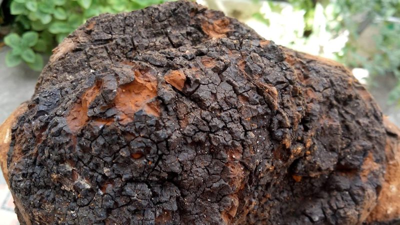 Nam Chaga La Gi Tac Dung Cua Nam Chaga Doi Voi Suc Khoe 202111242213105587